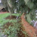 Kalama Wetlands Kihei after light rain