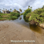Waipuilani Wetland is a permanent spring-fed estuarine wetland that has a connection to the ocean. Waipuilani Wetland is a permanent spring-fed estuarine wetland